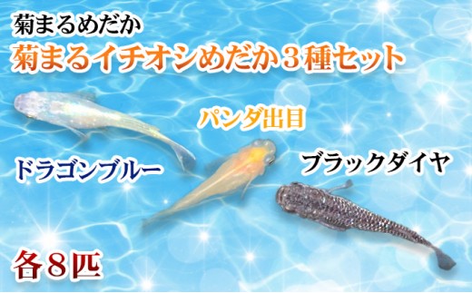 
                  メダカ 3種 セット 計24匹 中里ブラックダイヤ ドラゴンブルー パンダ出目 めだか 生体 若魚 幼魚 観賞魚 死着保障付 改良メダカ ラメ アクアリウム 水槽 ビオトープ 睡蓮鉢 飼育 ペット 生き物 3品種 各8匹 屋外飼育 香川県 東かがわ市 46312263
                