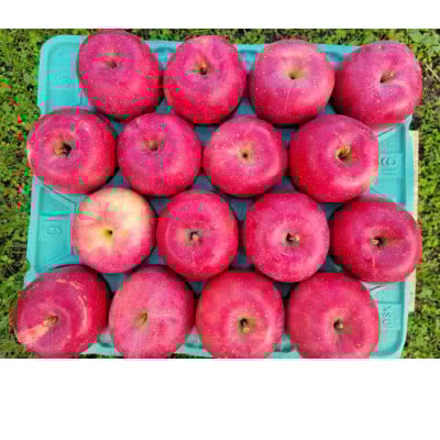 
                  ＜訳あり＞青森県産りんご「早生ふじ 家庭用」約5kg　産地直送!【1513094】
                