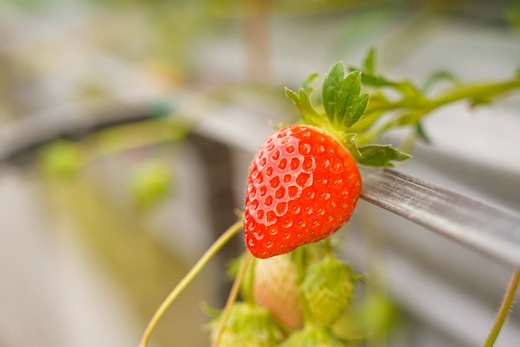先行予約受付中 山中さんの「いちご」 ( あまおとめ 2パック ) 苺 イチゴ 高知県産 600g あまおとめ 2パック