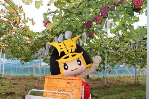 岡山県産 マスカットビオレ 1.3kg以上 ＜10月中旬から11月中旬発送＞ _A19 1.3kg以上