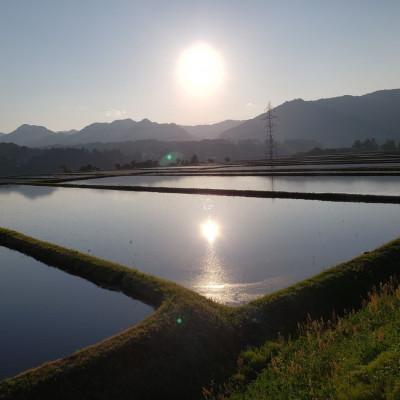 ふるさと納税 十日町市 【令和7年産】魚沼産新之助(精米)5kg |  | 03