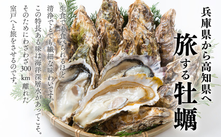 【国産】殻付き牡蠣 旅する牡蠣 プレミアムオイスター 室津 8～10個入り 室戸海洋深層水 生食用 生食 生ガキ 生食用カキ カキ 牡蠣 かき 魚貝類 冷蔵 先行予約 10000円 1万円 送料無料 