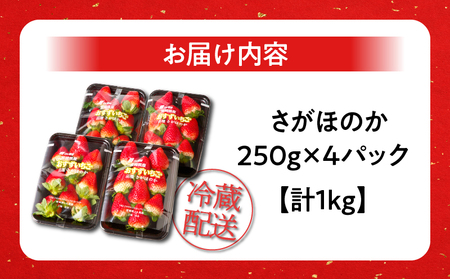 先行予約≪数量限定≫都農町産いちご「さがほのか」計1kg フルーツ 果物 デザート イチゴ 国産_T015-001【おすすめ いちご 旬 いちご 苺 くだもの いちご 果実 いちご おやつ いちご 産