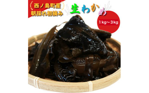 【数量限定・予約販売！】朝採れ初摘み生わかめ1kg　新食感わかめ！   国産 わかめ 湯通し 海藻 味噌汁 スープ 鍋 サラダ 刺身 酢のもの 肉厚わかめ グルメ 家庭用 ギフト プレゼント 贈答 送料無料 人気 おすすめ