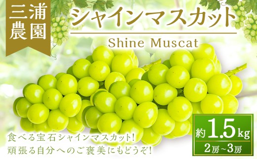 【先行予約】 三浦農園 シャインマスカット 2房から3房 （約1.5kg） 【2026年9月上旬から10月上旬 出荷予定】 葡萄 ぶどう ブドウ 種無し 種なし 果物 くだもの フルーツ 果実 食べる宝石 お取り寄せ 福岡県 うきは市
