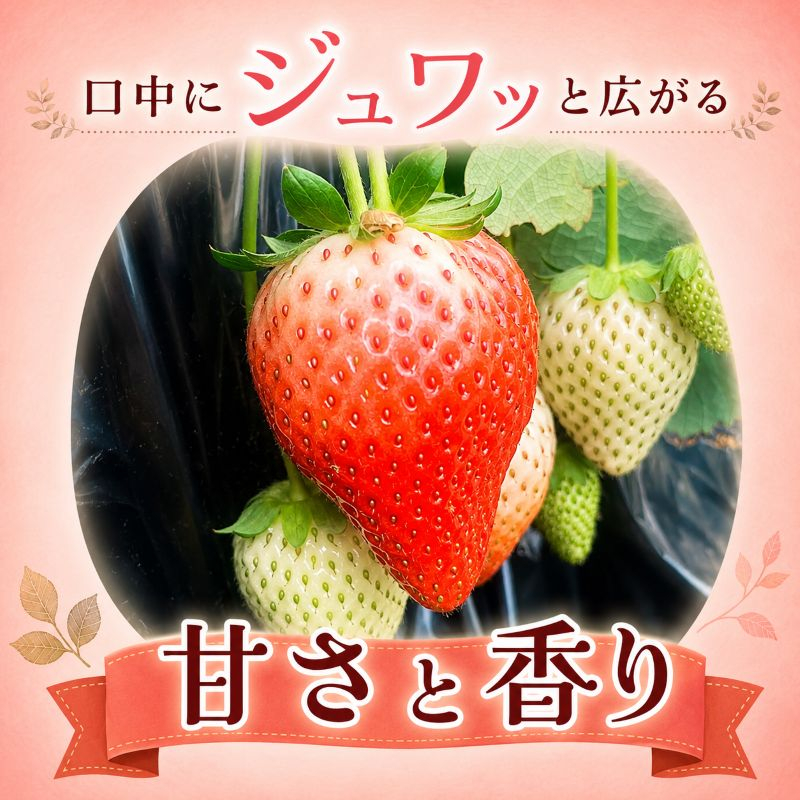 やさしさ仕立ての とちあいか 300g×4P 【2027年先行予約】 栃木県 矢板市