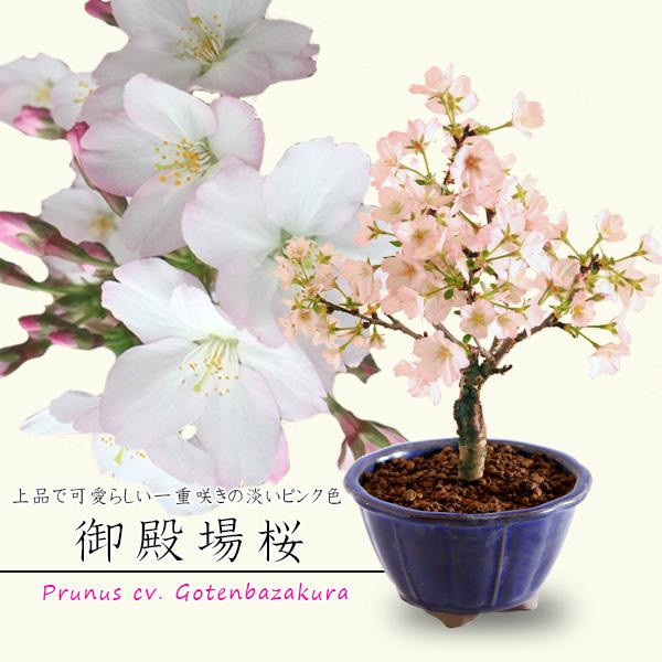 
            【39-08】 養庄園 ミニ盆栽：御殿場桜盆栽
          