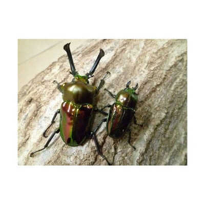 
ニジイロクワガタ成虫ペア飼育セット付
