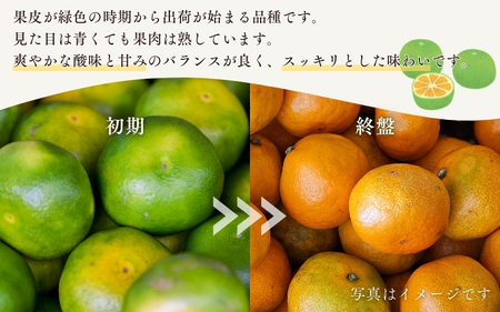 【先行予約】 マルチ栽培 紀宝町産 温州みかん 約3kg サイズおまかせ / 数量限定 みかん ミカン 蜜柑 温州みかん フルーツ 果物 くだもの 柑橘 予約 産地直送 農家直送【mkt001】