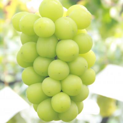 ふるさと納税 山梨市 【発送月固定定期便】フルーツ定期便全2回 |  | 03