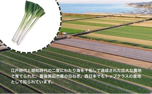 【先行予約】産地直送・新鮮！甘くて美味しい白ネギ 3kg 西日本トップクラスの産地・大分県豊後高田市産 広大な干拓で育ったミネラル豊富な白ねぎ ネギ ねぎ 長ネギ 鍋 野菜