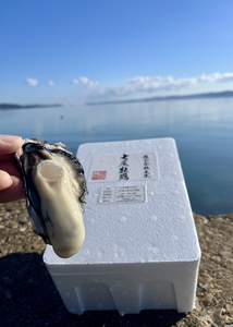 七尾牡蠣10個入り | 牡蠣 ※2026年7月～発送