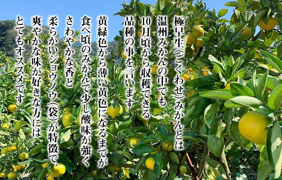 みかん 極早生 箱込 2.5kg (内容量約 2.3kg) S/M/Lサイズのいずれか 秀品 優品 混合 有田みかん 和歌山県産 【みかんの会】