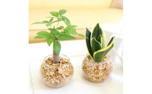 【観葉植物】土を使わないで清潔なミニ観葉植物 ゼオライト植え・ガラス鉢 丸形 2鉢セット（パキラとサンスベリア）【AG048VC03】