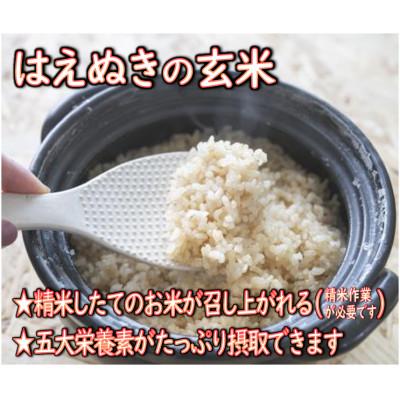 ふるさと納税 新庄市 【毎月定期便】はえぬき 玄米 5kg　全3回 |  | 02