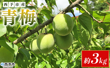 ＜愛媛県西予市産 青梅 約3kg＞ うめ ウメ あおうめ アオウメ 梅干し 梅ジュース 梅ジャム 梅シロップ 梅酒 手作り 家庭用 ご自宅用 えひめ活き生きファーマーズ 愛媛県 西予市【常温】『2025年5月下旬～6月中旬迄に順次出荷予定』SEI0004