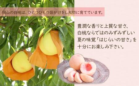 桃 2024年 先行予約 ご家庭用 岡山 白桃 4玉～６玉 1.2kg 前後 もも 岡山県産 国産 フルーツ 果物 雅桃園 [No.5220-1628]