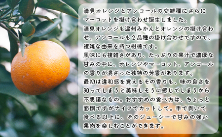 見た目は悪いが味は絶品　無茶々園のせとか　３kg