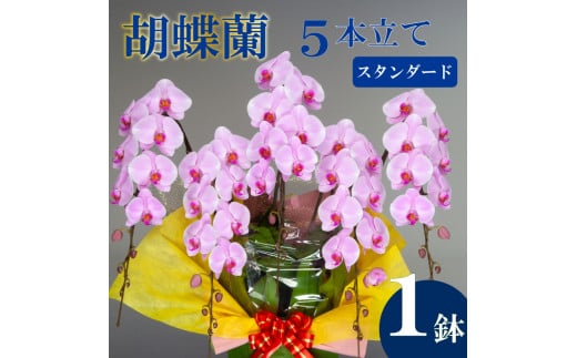 母の日 ギフト 花 人気 胡蝶蘭 5本立て ピンク スタンダード お祝い プレゼント 贈り物 贈答 須崎洋蘭園 SY004_x