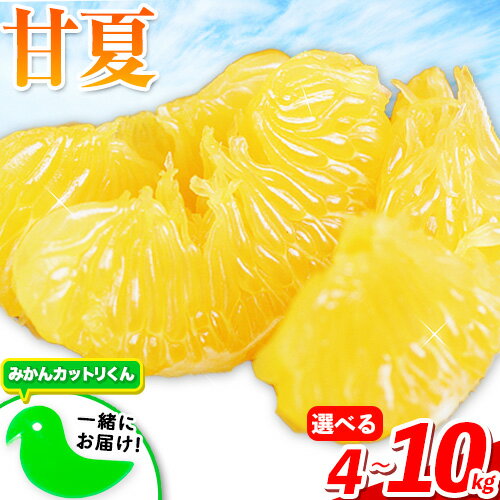【ふるさと納税】みかん好き必見 選べる 甘夏 熊本県産(津奈木町産含む) 甘夏 約 4kg または 10kg 柑橘 大玉 ミカン 《7-14日以内に出荷予定(土日祝除く)》 内容量が選べる フルーツ 旬 先行予約 みかん 甘夏みかん 果物 訳あり 定期 でない