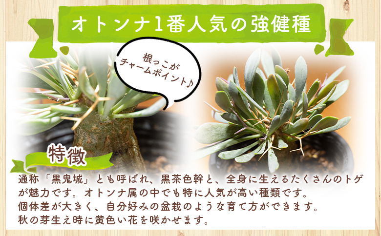 ユーフォルビオイデス オトンナ - 塊根植物 植物 黒鬼城 オトンナ属 強健種 インテリア ナチュラル 自然 グリーン 観葉植物 おしゃれ 癒し かわいい 多肉植物  サキュレントフィールド Succ