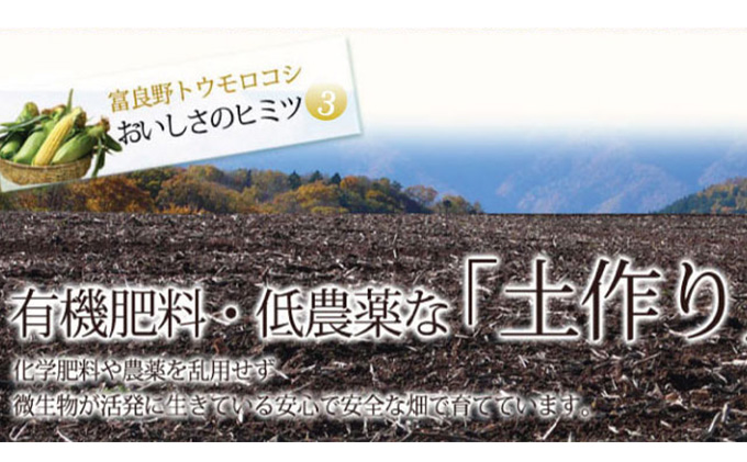 【2024年8月～発送】トウモロコシ 2種類セット 10本入 生で食べれる ピュアホワイト＆恵味 北海道 富良野市 (スイートベジタブルファクトリー) とうもろこし とうきび コーン 野菜 新鮮