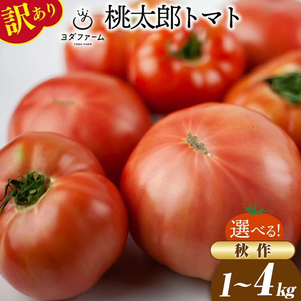【ふるさと納税】【2025年発送】 訳あり 桃太郎トマト 選べる内容量 秋作 1kg 2kg 4kg [ヨダファーム 山梨県 中央市 21471020] 規格外 家庭用 不揃い わけあり 訳アリ とまと tomato 野菜 やさい 2kg 1キロ 2キロ 4キロ