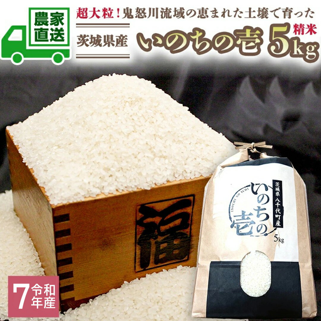【ふるさと納税】令和7年産 お米 茨城県産 いのちの壱 5kg 精米 米 こめ コメ 茨城県 国産 いばらき 単一米 単一原料米 大粒 農家直送 [BG014ya]