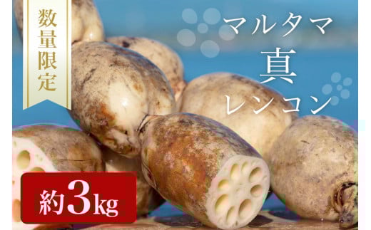 【数量限定・先行予約】＜9月上旬～下旬発送予定＞ マルタマ真レンコン 3kg れんこん レンコン 蓮根 17-AC