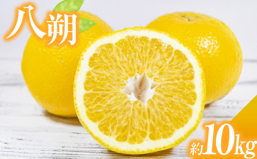 八朔（はっさく） 約10kg  はっさく 八朔 ハッサク 柑橘  果物 くだもの フルーツ 果実 デザート 【2026年3月上旬～4月上旬発送予定】