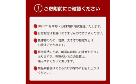 【数量限定】高級 京いちご 内容量 約1,000g（250g 4パック）【紅ほっぺ おいCベリー スターナイトから厳選してお届け】訳あり 完熟 朝採れ ※離島への配送不可 ※2025年2月上旬～5月下