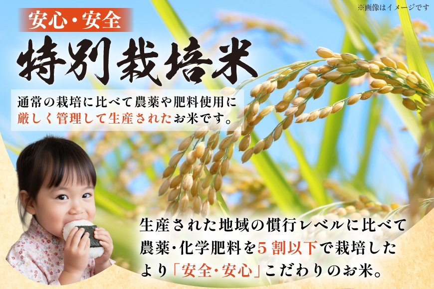 米 令和7年度産 特別栽培米 ミルキークイーン 5kg [渡部ファーム 山形県 高畠町 tk06ays810032] お米 白米 精米 ごはん ご飯 ブランド米