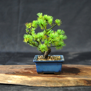 赤石の泉 赤石五葉松（鉢植え） I-30