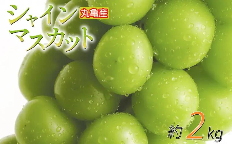 【2026年8月下旬から順次発送】シャインマスカット 約2kg 2-5房