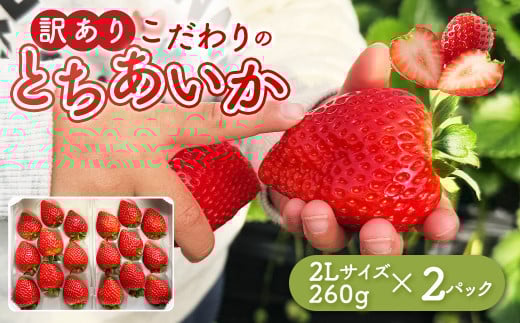 「訳あり」とちあいか 2Lサイズ 260g×2パック ｜ 訳あり とちあいか いちご 苺 栃木県 果物 フルーツ ※北海道・沖縄・離島への配送不可 ※2026年1月中旬～3月中旬頃に順次発送予定