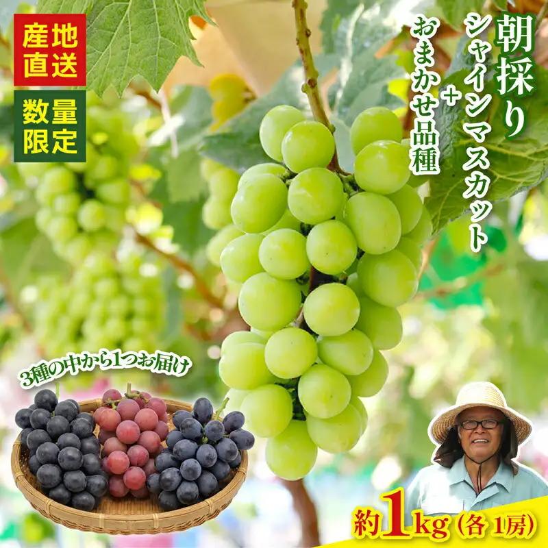 【2026年8月以降発送 先行予約】シャインマスカット 1房 おまかせ品種 1房 約1kg