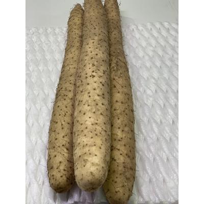 ふるさと納税 長野市 信州松代の長芋　ギフトにお勧めの大サイズ3〜4本入り約5kg