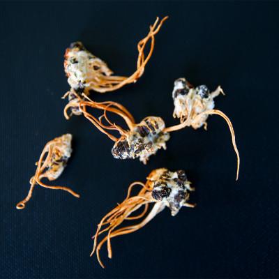 ふるさと納税 津和野町 【100%国産】津和野式冬虫夏草タブレット「護蚕丸」＜30g＞　 |  | 01