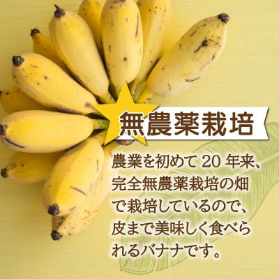 ふるさと納税 石垣市 希少!特許製法で作るシリカ水で栽培する特別な「島バナナ」 |  | 01