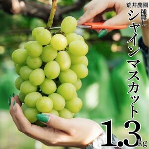 シャインマスカット 1.3kg 2房 － 3房 荒井農園 種なし | 34M