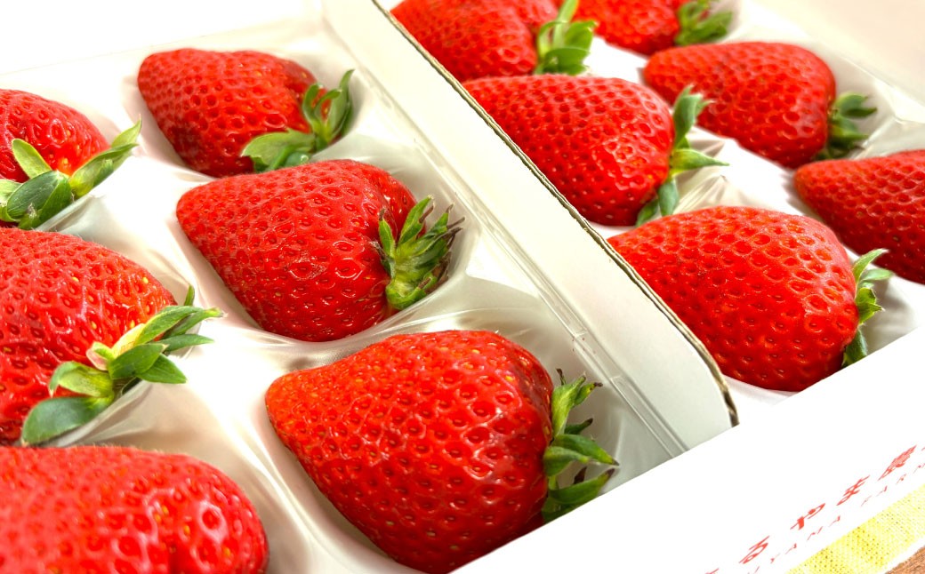 
            寒蜜いちごスターナイト【大粒D】約300g×2パック（化粧箱入り）【2026年2月上旬～3月下旬まで順次発送予定】 イチゴ 苺 果実 くだもの フルーツ 大粒 完熟 新鮮 熟成 パック 静岡県 菊川市
          