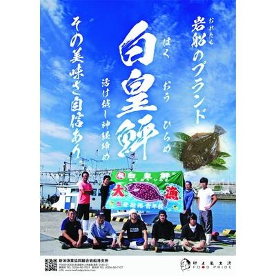 ふるさと納税 村上市 活け越し神経締めで白く輝く「白皇鮃(はくおうひらめ)」刺身セット A4028 |  | 02