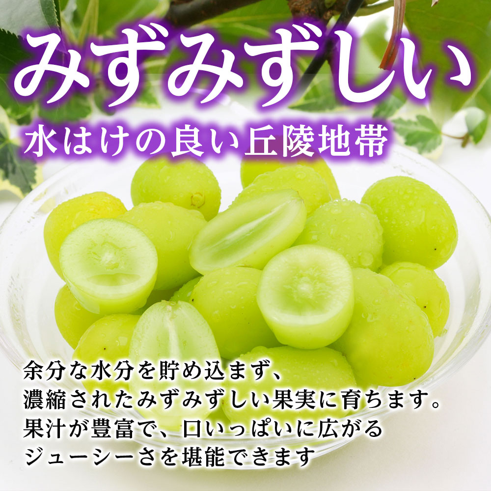 【南信州高森産】シャインマスカット1.2kg＜2026年9月中旬より発送＞ 長野県 信州 農家直送 果物 くだもの ぶどう 旬のぶどう シャイン 山吹ぶどう狩り組合