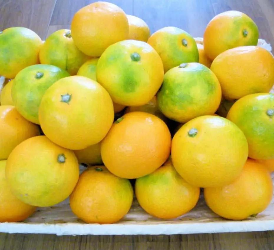 こだわり味自慢 温州みかん 約2.5kg S～Lサイズ 濃厚な味のとろける美味しさ