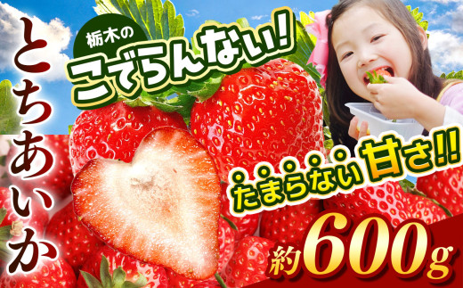 栃木のこでらんないイチゴ（とちあいか） 約300g×2｜ とちあいか いちご イチゴ 栃木 日本一 高糖度 酸味が少ない 完熟 栃木県 真岡市 送料無料