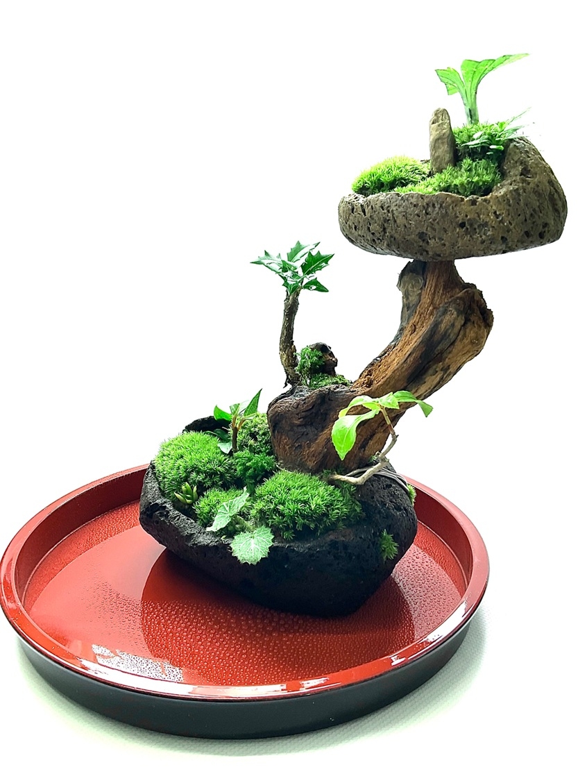 苔盆景