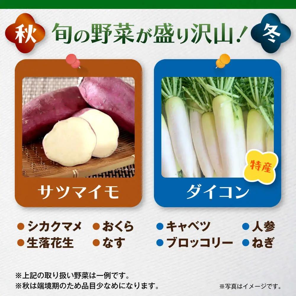 【全6回定期便】よこすか野菜セット すかなボックス／野菜 旬 セット  【JAよこすか葉山】[ASCB003]