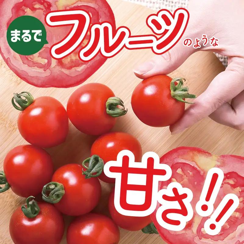 【先行予約】こだわり ミニトマト 4パック 合計 約1kg
