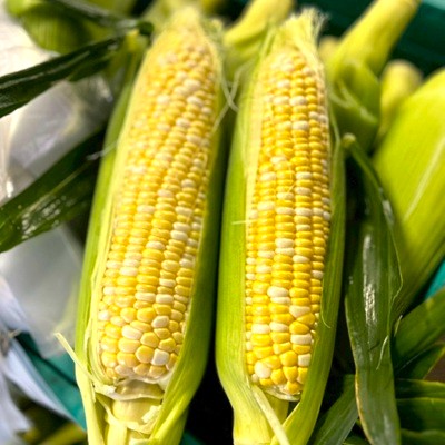 【2026年6月～7月順次発送】とうもろこし 12本 甘々娘(A品) 朝採り スイートコーン【配送不可地域：離島・北海道・沖縄県・東北・中国・四国・九州】