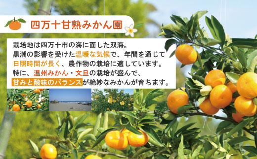 【早期受付・数量限定】熟成の土佐文旦5kg 家庭用 予約 先行受付 大人気 リピーター フルーツ 果物 旬 文旦 ぶんたん ブンタン 土佐文旦 柑橘 オススメ 四万十 しまんと 高知県 高知 産地直送